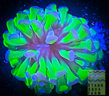 Branching Purple tip Green Hammer Coral Frag (per head)