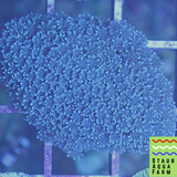 Blue Snowflake