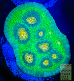 Raja Rampage Chalice Coral frag