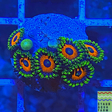 Eagle Eye Zoanthid Cora Frag 5+ Polyps