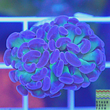 Branching Purple tip Green Hammer Coral Frag (per head)