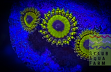 L.A. Lakers Zoanthid Polyp