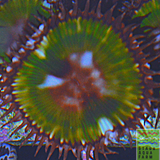 Single Palythoa Grandis Polyp