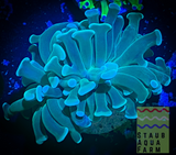 Branching Green Hammer Coral Frag (per head)