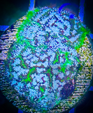 SAF~Presents ECC’s Frankenstein Leptoseris