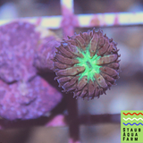 Blastomussa Merletti (per head)
