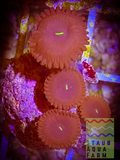 Red People Eater Zoanthid Polyp