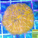 Orange Fungia Plate Coral