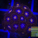 Mystique Zoanthid Polyp