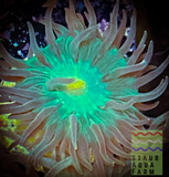 Duncan Coral Frag (per head)