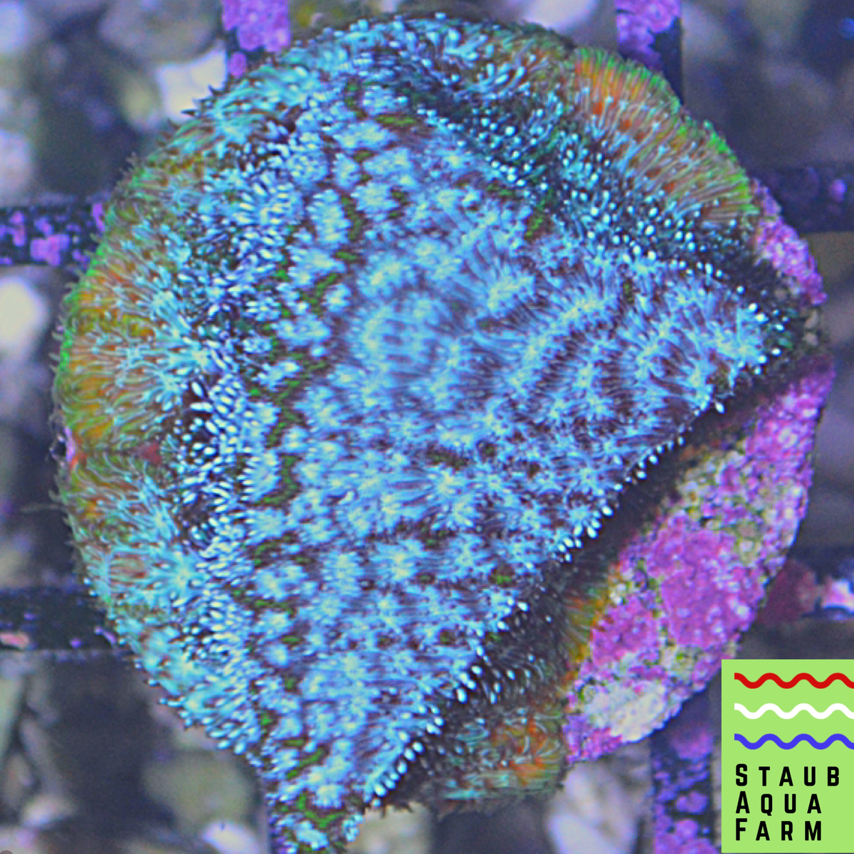 SAF~Presents ECC's Frankenstein Leptoseris – Staub Aqua Farm LLC