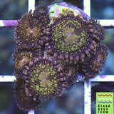 Jason Fox Mohican Sun zoanthid frag
