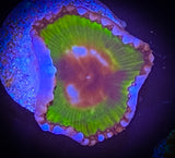 Single Palythoa Grandis Polyp