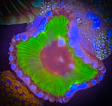 Single Palythoa Grandis Polyp