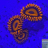 Orange Oxide Zoanthid Polyp