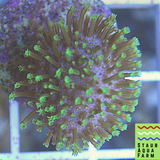 Green Polyp Toadstool Mushroom Leather Coral