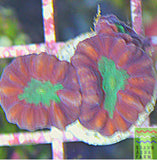 Candy Cane Trumpet Coral (one head)