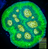 Raja Rampage Chalice Coral frag
