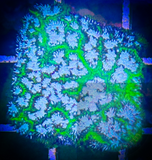 SAF~Presents ECC’s Frankenstein Leptoseris