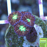 Blastomussa Merletti (per head)
