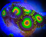 Single Rasta Zoanthid polyp