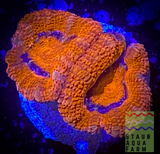 Ultra Acan (per polyp)