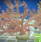 Soft Coral Starter Pack