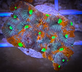 War Coral Favia