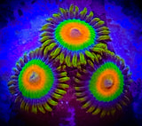 Single Rasta Zoanthid polyp