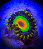 Single Rasta Zoanthid polyp