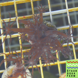 Soft Coral Starter Pack