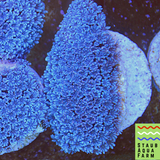 Blue Snowflake