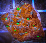 War Coral Favia