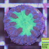 Neon Red/Green Blastomussa Welsi (per head)