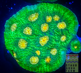 Raja Rampage Chalice Coral frag
