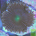 Striped Palythoa Coral Frag 3+ polyps