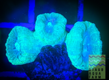 Kryptonite Trumpet Coral (per head)