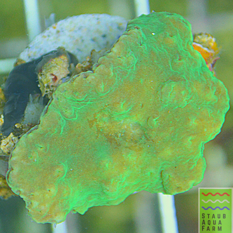 Neon green Cabbage Leather Coral – Staub Aqua Farm LLC