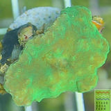 Neon green Cabbage Leather Coral