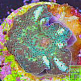 Painted Green Discosoma Mushroom Coral