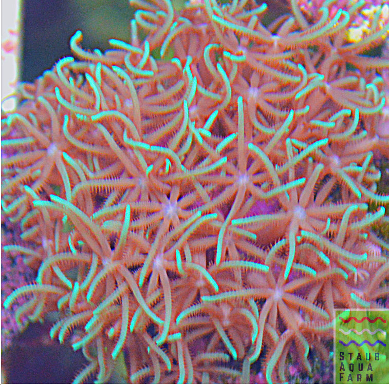 Green/Purple Star Polyp, GSP – Staub Aqua Farm LLC