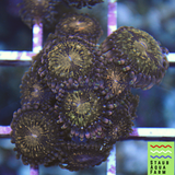 Jason Fox Mohican Sun zoanthid frag