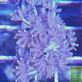 Pulsing Xenia
