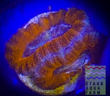 Ultra Acan (per polyp)