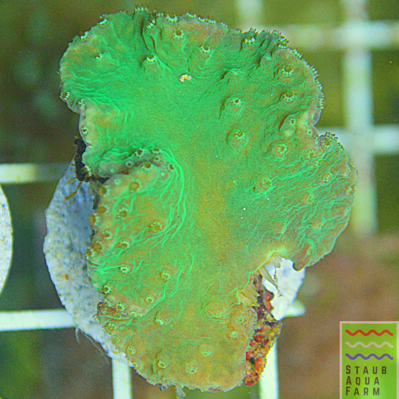 Neon green Cabbage Leather Coral – Staub Aqua Farm LLC