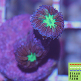 Blastomussa Merletti (per head)