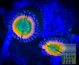 Rainbow Infusion Zoanthid polyp