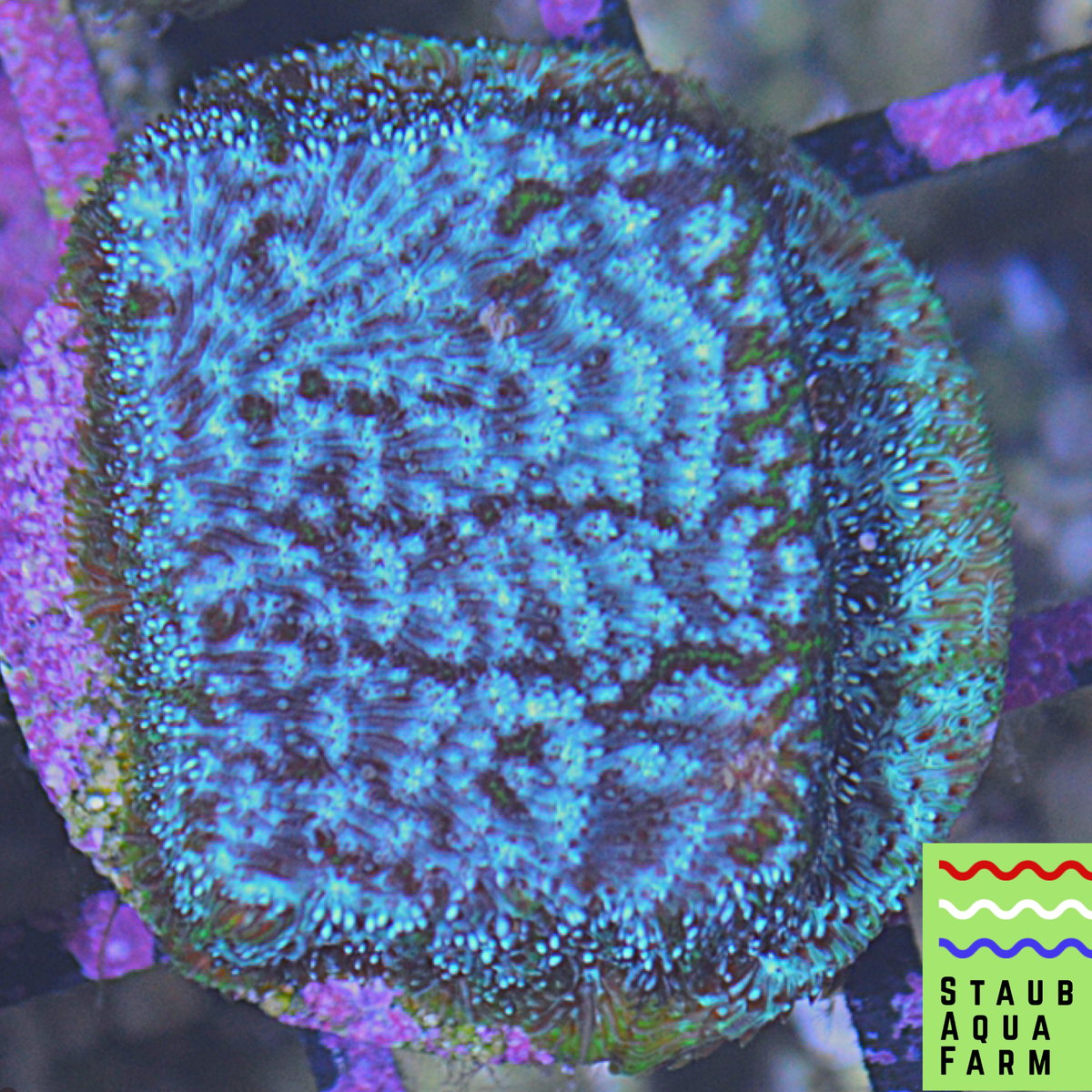 SAF~Presents ECC's Frankenstein Leptoseris – Staub Aqua Farm LLC