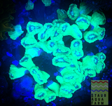 Kryptonite Trumpet Coral (per head)