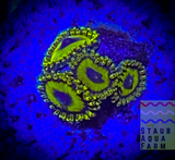 L.A. Lakers Zoanthid Polyp